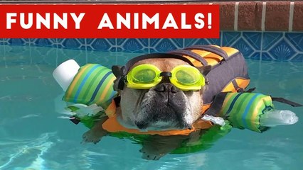 Hilarious pet bloopers you need to watch compilation 2017