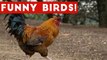 Funny Rooster & Bird Videos Weekly Compilation 2017 _ Funny Pet Videos