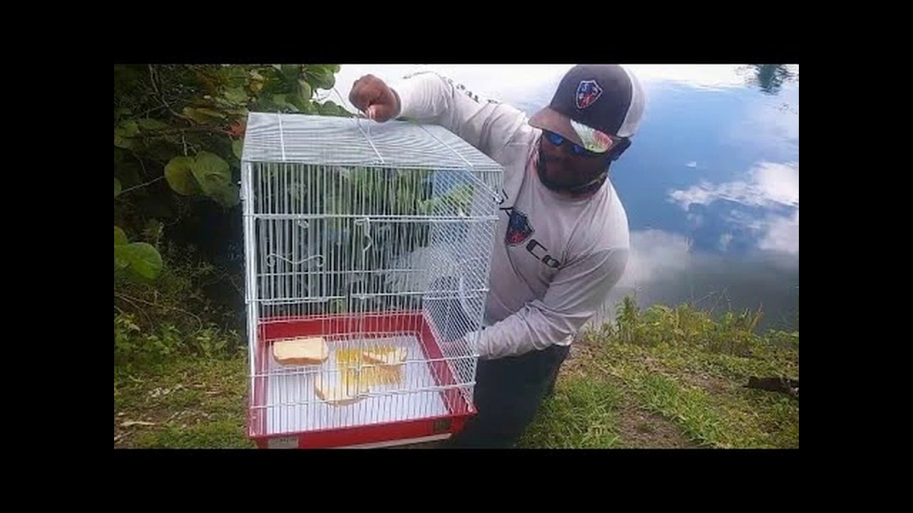 DIY Bird Cage Fish Trap!