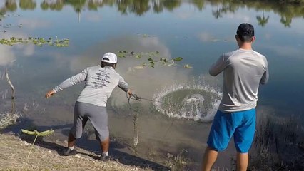 Cast Netting Exotic Aquarium Fish