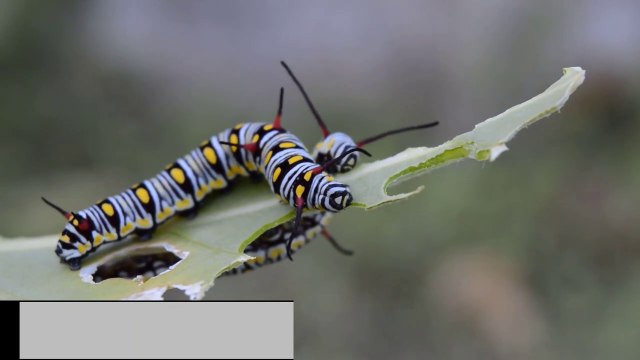 Wildlife Video | Animals Video | Best animals compilation | Forest Animals for Kids|| Rasel360