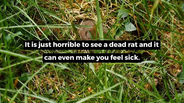 How to Remove a Dead Rat | Impressive Pest Control