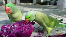 Parrots Eating Red Cabbage