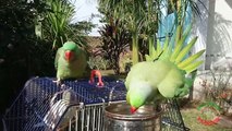 Amazing Parrots Taking Bath