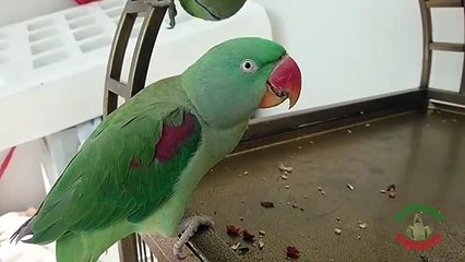 Funny Talking Parrots