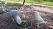 Indian Ringneck Parrot in Love with African Grey Parrot