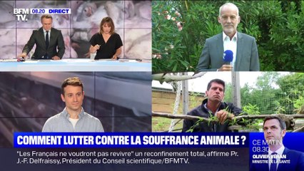 Comment lutter contre la souffrance animale ? - 10/07