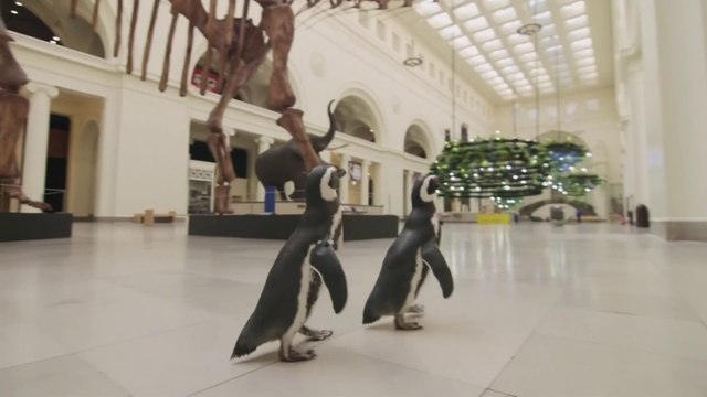 Les manchots Izzy et Darwin, stars des réseaux sociaux pendant le confinement, déambulent dans le musée d'histoire naturelle de Chicago