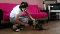 Engelli kediye “Umut” oldular