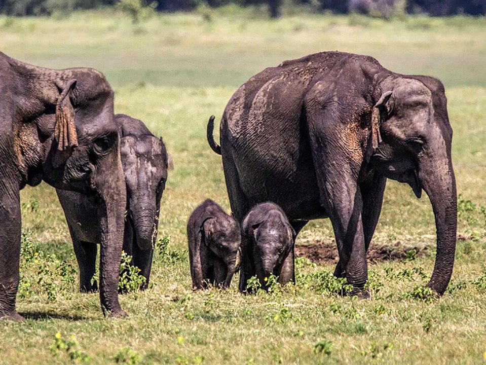 Sri Lanka: Extrem seltene Elefantenzwillinge gesichtet