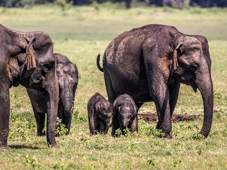 Sri lanka: extrem seltene elefantenzwillinge gesichtet