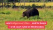 Victory for Yellowstone's grizzly bears as court rules they cannot be