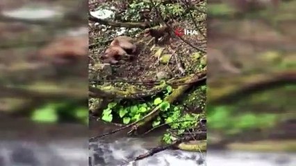 Artvin'de yavru ayıyı vurduktan sonra köpekleriyle işkence yapan avcı yakalandı