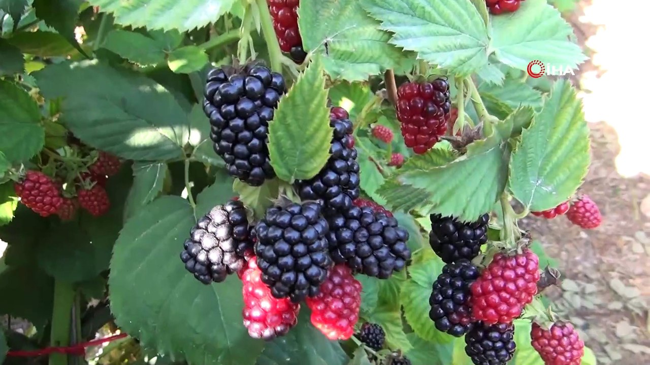 (MERSİN - ÖZEL Mersin'de böğürtlen hasadı başladı