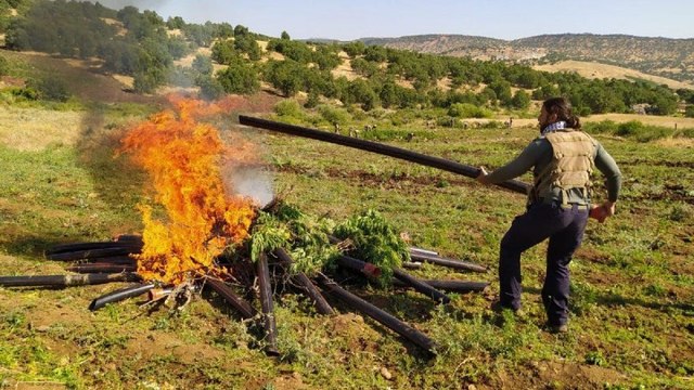 Diyarbakır’da 9 milyon kök kenevir ve 1 ton esrar ele geçirildi