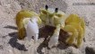 Listen to Ghost Crabs Growl at Predators with Teeth in Their Stomach