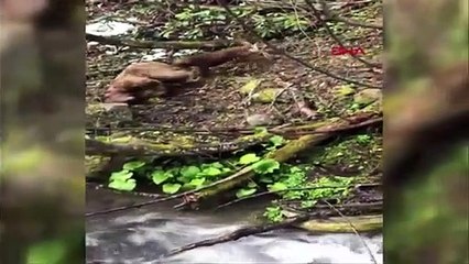 Artvin Vurulan yavru ayıya işkence eden avcı, gözaltında