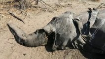 La muerte de centenares de elefantes en Bostwana sigue siendo un misterio