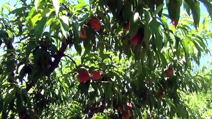 Üniversiteli Kız Ekmek Parası İçin Her Sabah 5'te Yollara Düşüyor