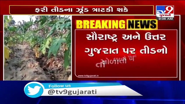 Swarms of locusts likely to hit Gujarat again