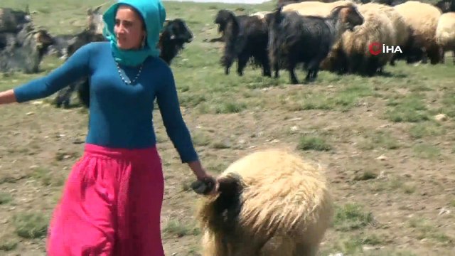 Hakkari Yaylalarında Koyun Kırkma Telaşı Başladı