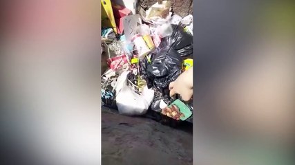 Küçükçekmece'de çöp konteynerinde 16 ölü kedi bulundu!