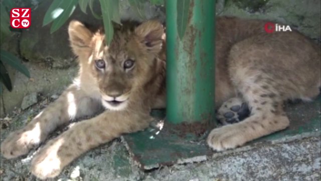 Rezidanstan hayvanat bahçesine