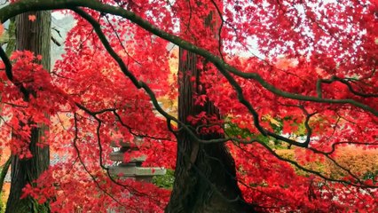 Happy and Inspirational Music. Copyright and Royalty Free