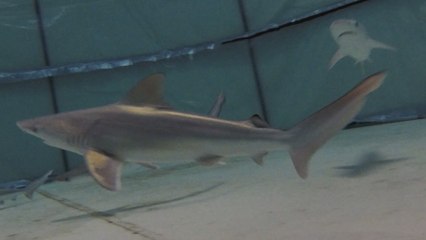 Una camada de 8 tiburones grises nace en el Oceanogràfic de València