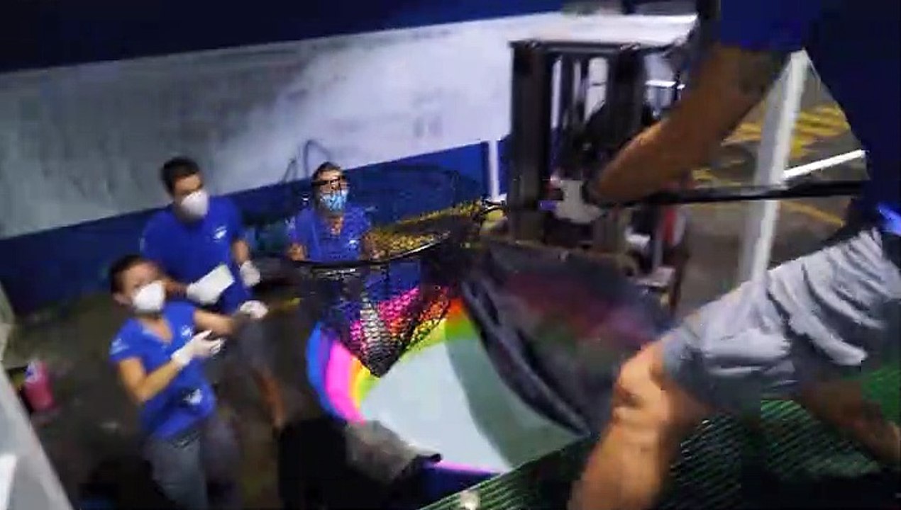 Nacen por primera vez ocho tiburones grises en el Oceanogràfic de Valencia