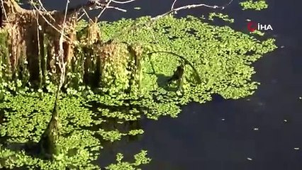 Alg patlaması yaşanan göl yeşil örtüyle kaplandı
