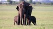 Sri Lanka rangers spot possible elephant twins in rare moment