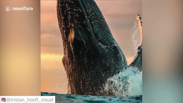 Kayaker has incredible close-up encounter with whales in Australia