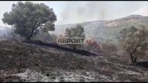Report TV -Zjarr masiv në një ullishte në Patos, forca të shumta zjarrfikëse në terren