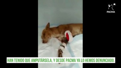 Download Video: PACMA denuncia un caso de maltrato animal a una perra