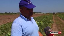 'Një kg shalqi shitet 12 lek në Divjakë', fermerët: Ka rënë eksporti, prodhimi ka mbetur pa shitur