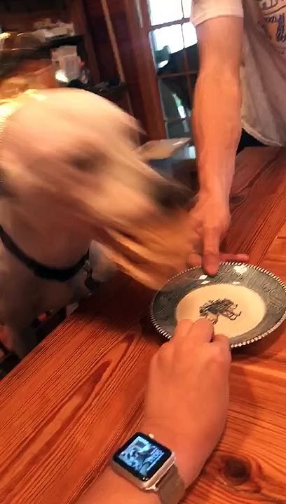 Birthday Pup Love Peanut Butter Pancakes