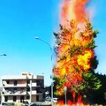 Puglia: incendio divora albero di 30 metri e minaccia abitato, vergognoso crimine a Manfredonia