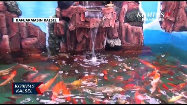 Koleksi Ikan Hias Jadi Pilihan Warga di Banjarmasin Untuk Menenangkan Diri