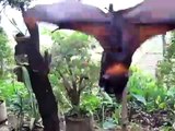Ejemplar de murciélago diadema de Filipinas