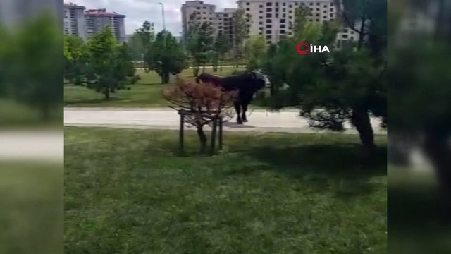 Pendik’te kaçan kurbanlık boğa ekiplerin müdahalesiyle yakalandı