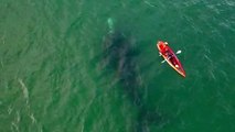 Huge whale swims under two kayakers