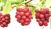 दुनिया का सबसे महंगा अंगूर, लाखों रुपय है एक गुच्छे कीमत । World's Most Expensive Grapes । Boldsky