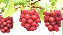 दुनिया का सबसे महंगा अंगूर, लाखों रुपय है एक गुच्छे कीमत । World's Most Expensive Grapes । Boldsky