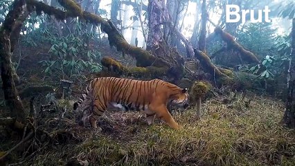 Animaux rapides, déterminés… Voici les meilleurs chasseurs de la planète