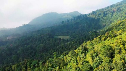 Drone view of th forest