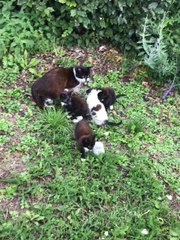 Ils sauvent des chatons en détresse et poussent un coup de gue*le