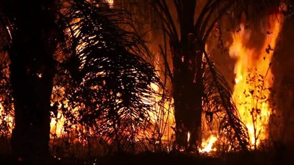 Desmatamento recorde na Amazônia no primeiro semestre de 2020