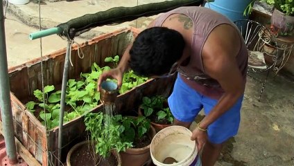 Cultivos en techos y patios de Cuba: no es moda, es necesidad