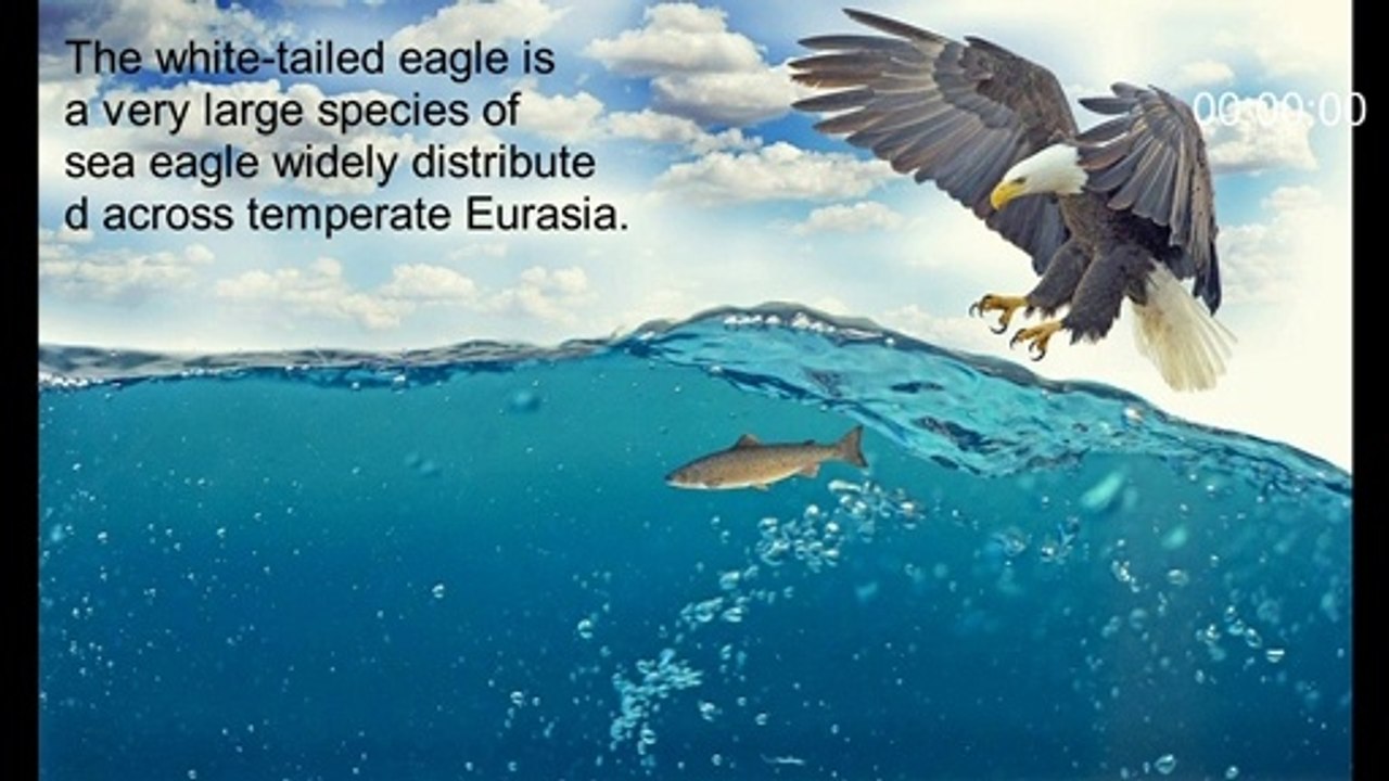 Rare seen birds photo clicks collections show - #GSG world